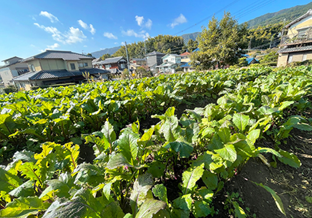 土地柄を活かした栽培方法
